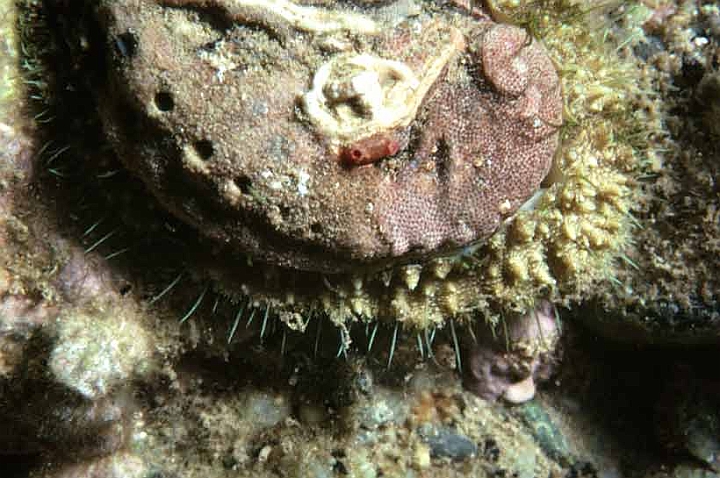 02 Haliotis tuberculata.jpg - L'orecchia di mare è attiva di notte.